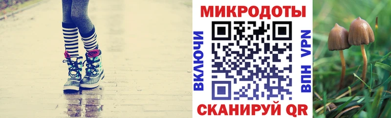 Галлюциногенные грибы Psilocybe  Купить  Свободный 